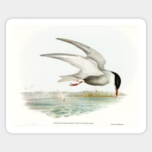 Marsh Tern (Hydrochelidon fluviatilis) Sticker